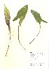  (Arum - NBGW6008)  @11 [ ] Unspecified (default): All Rights Reserved  Unspecified Unspecified