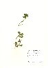  (Ranunculus omiophyllus - NBGW6027)  @11 [ ] Unspecified (default): All Rights Reserved  Unspecified Unspecified