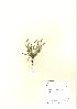  (Plantago coronopus - NBGW6029)  @11 [ ] Unspecified (default): All Rights Reserved  Unspecified Unspecified