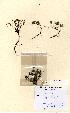  (Salix herbacea - NMW5065)  @11 [ ] Unspecified (default): All Rights Reserved  Unspecified Unspecified