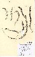  (Myriophyllum alterniflorum - NMW5104)  @11 [ ] Unspecified (default): All Rights Reserved  Unspecified Unspecified