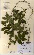  (Agrimonia procera - NMW5155)  @11 [ ] Unspecified (default): All Rights Reserved  Unspecified Unspecified