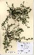  (Polygonum arenastrum - NMW5191)  @11 [ ] Unspecified (default): All Rights Reserved  Unspecified Unspecified