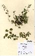  (Geranium molle - NMW5216)  @11 [ ] Unspecified (default): All Rights Reserved  Unspecified Unspecified
