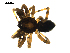  ( - BIOUG00616-G06)  @13 [ ] CC-0  G. Blagoev 2010 Unspecified