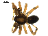  ( - BIOUG00616-H08)  @12 [ ] CC-0  G. Blagoev 2010 Unspecified