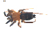  ( - BIOUG00617-A05)  @13 [ ] CC-0  G. Blagoev 2010 Unspecified