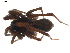  ( - BIOUG00618-B11)  @13 [ ] CC-0  G. Blagoev 2010 Unspecified