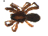  ( - BIOUG00618-B12)  @12 [ ] CC-0  G. Blagoev 2010 Unspecified