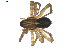  ( - BIOUG00618-D06)  @12 [ ] CC-0  G. Blagoev 2010 Unspecified