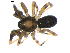  ( - BIOUG00619-A05)  @12 [ ] CC-0  G. Blagoev 2010 Unspecified