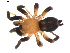  ( - BIOUG00619-B02)  @14 [ ] CC-0  G. Blagoev 2010 Unspecified