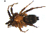  ( - BIOUG00619-C11)  @14 [ ] CC-0  G. Blagoev 2010 Unspecified