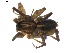  ( - BIOUG00619-D04)  @12 [ ] CC-0  G. Blagoev 2010 Unspecified