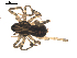  ( - BIOUG00619-E09)  @12 [ ] CC-0  G. Blagoev 2010 Unspecified