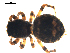 (Attulus rupicola - BIOUG00621-H03)  @13 [ ] CC-0  G. Blagoev 2010 Unspecified