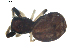  ( - BIOUG00623-H03)  @12 [ ] CC-0  G. Blagoev 2010 Unspecified