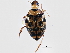  ( - BIOUG03353-E01)  @13 [ ] CreativeCommons - Attribution (2012) CBG Photography Group Centre for Biodiversity Genomics