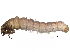  ( - BIOUG25381-F01)  @13 [ ] CreativeCommons - Attribution (2015) CBG Photography Group Centre for Biodiversity Genomics