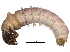  ( - BIOUG25381-F02)  @13 [ ] CreativeCommons - Attribution (2015) CBG Photography Group Centre for Biodiversity Genomics