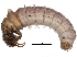  ( - BIOUG25381-F03)  @13 [ ] CreativeCommons - Attribution (2015) CBG Photography Group Centre for Biodiversity Genomics