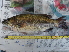  ( - BIOUG03282-B08)  @11 [ ] CreativeCommons - Attribution (2012) CBG Photography Group Centre for Biodiversity Genomics