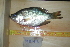  ( - BIOUG03283-B01)  @11 [ ] CreativeCommons - Attribution (2012) CBG Photography Group Centre for Biodiversity Genomics