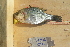  ( - BIOUG03282-E06)  @11 [ ] CreativeCommons - Attribution (2012) CBG Photography Group Centre for Biodiversity Genomics