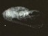  ( - BIOUG02456-F01)  @13 [ ] CreativeCommons - Attribution (2012) CBG Photography Group Centre for Biodiversity Genomics