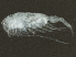  ( - BIOUG02456-F05)  @12 [ ] CreativeCommons - Attribution (2012) CBG Photography Group Centre for Biodiversity Genomics
