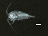  (Mesocyclops edax - BIOUG02456-G07)  @13 [ ] CreativeCommons - Attribution (2012) CBG Photography Group Centre for Biodiversity Genomics