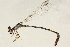  (Enallagma hageni - BIOUG02813-H03)  @11 [ ] CreativeCommons - Attribution (2012) CBG Photography Group Centre for Biodiversity Genomics