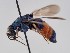  (Parnopes popovi - PRC_00013)  @11 [ ] nrr (2022) Unspecified Paolo Rosa