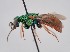 (Parnopes unicolor - PRC_00014)  @11 [ ] nrr (2022) Unspecified Paolo Rosa