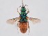  (Parnopes grandior - PRC_00015)  @11 [ ] nrr (2022) Unspecified Paolo Rosa