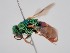  (Parnopes glasunowi - PRC_00017)  @11 [ ] nrr (2022) Unspecified Paolo Rosa