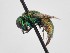  (Chrysis ehrenbergi vogti - PRC_00059)  @11 [ ] nrr (2022) Unspecified Paolo Rosa