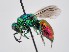  (Chrysis taczanovskyi - PRC_00083)  @11 [ ] nrr (2022) Unspecified Paolo Rosa