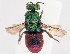  (Hedychrum longicolle - PRC_00103)  @11 [ ] nrr (2022) Unspecified Paolo Rosa