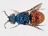  (Holopyga hispanica - PRC_00110)  @11 [ ] nrr (2022) Unspecified Paolo Rosa