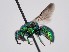  (Holopyga viridis - PRC_00122)  @11 [ ] nrr (2022) Unspecified Paolo Rosa