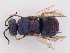  (Colpopyga flavipes rugulosa - PRC_00186)  @11 [ ] nrr (2022) Unspecified Paolo Rosa