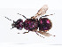  (Holopyga calida - PRC_00375)  @11 [ ] CreativeCommons  Attribution Non-Commercial Share-Alike (2024) Paolo Rosa University of Mons
