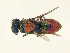  (Chrysis germari calviensis - PRC_01086)  @11 [ ] CreativeCommons  Attribution Non-Commercial Share-Alike (2024) Paolo Rosa University of Mons