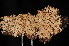  ( - LPRC7267)  @11 [ ] CreativeCommons - Attribution Share-Alike (2023) Remy Poncet Office Francais de la Biodiversite