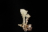  ( - LPRC5759)  @11 [ ] CreativeCommons - Attribution Share-Alike (2024) Remy Poncet Museum national d Histoire naturelle, Paris