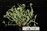  (Ramalina elegans - LPRC6214)  @11 [ ] Copyright (2020) Rémy Poncet Muséum national d'Histoire naturelle, Paris