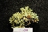  (Ramalina breviuscula - LPRC6393)  @11 [ ] Copyright (2020) Rémy Poncet Muséum national d'Histoire naturelle, Paris