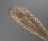  ( - palaeo_10)  @11 [ ] Unspecified (default): All Rights Reserved (2024) George von Dassow Oregon Institute of Marine Biology