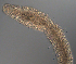 ( - palaeo_11)  @11 [ ] Unspecified (default): All Rights Reserved (2024) George von Dassow Oregon Institute of Marine Biology